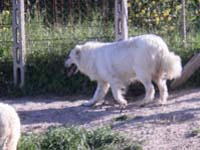 couple of abruzzese shepherd dogs